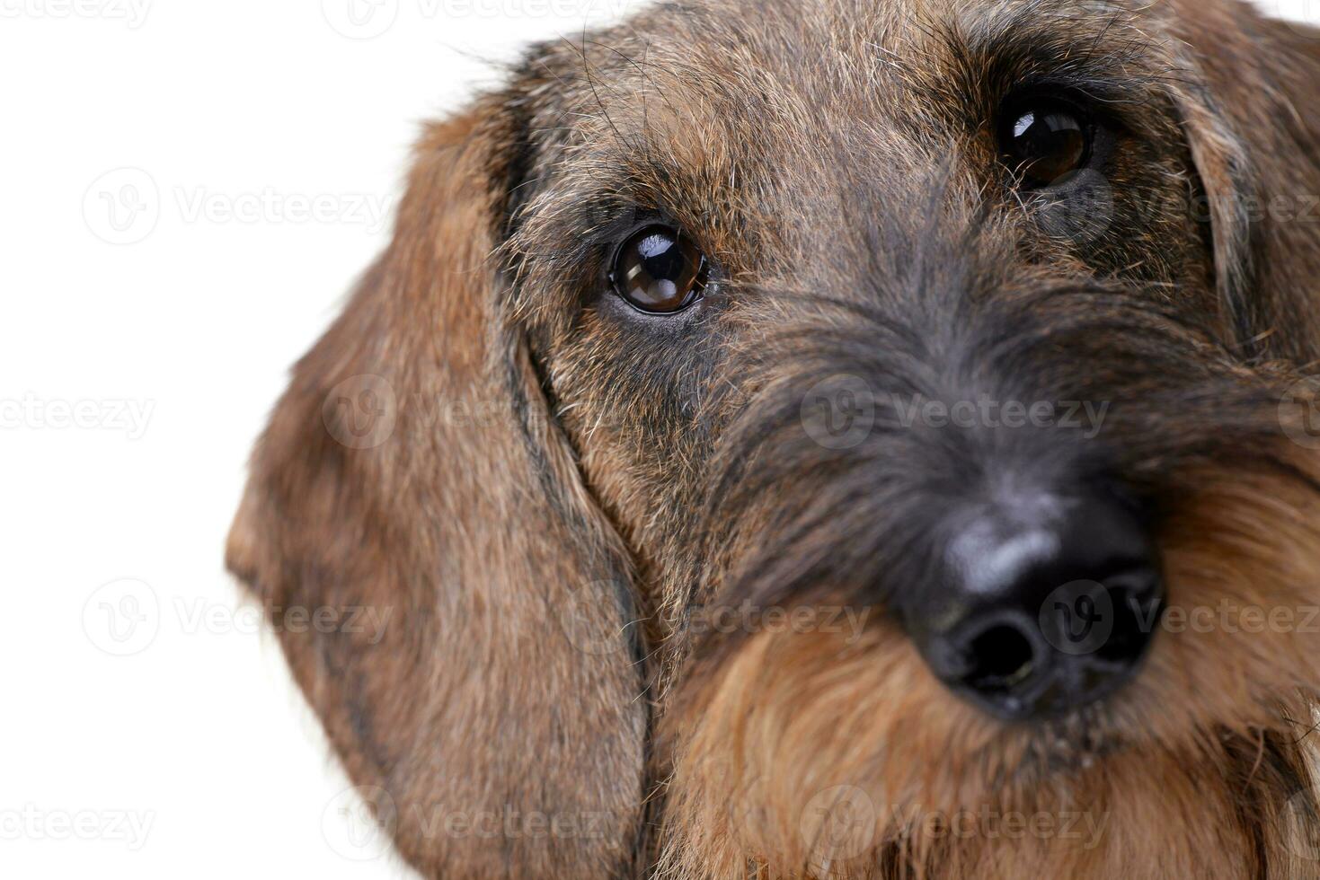 Portrait of an adorable wire haired dachshund photo