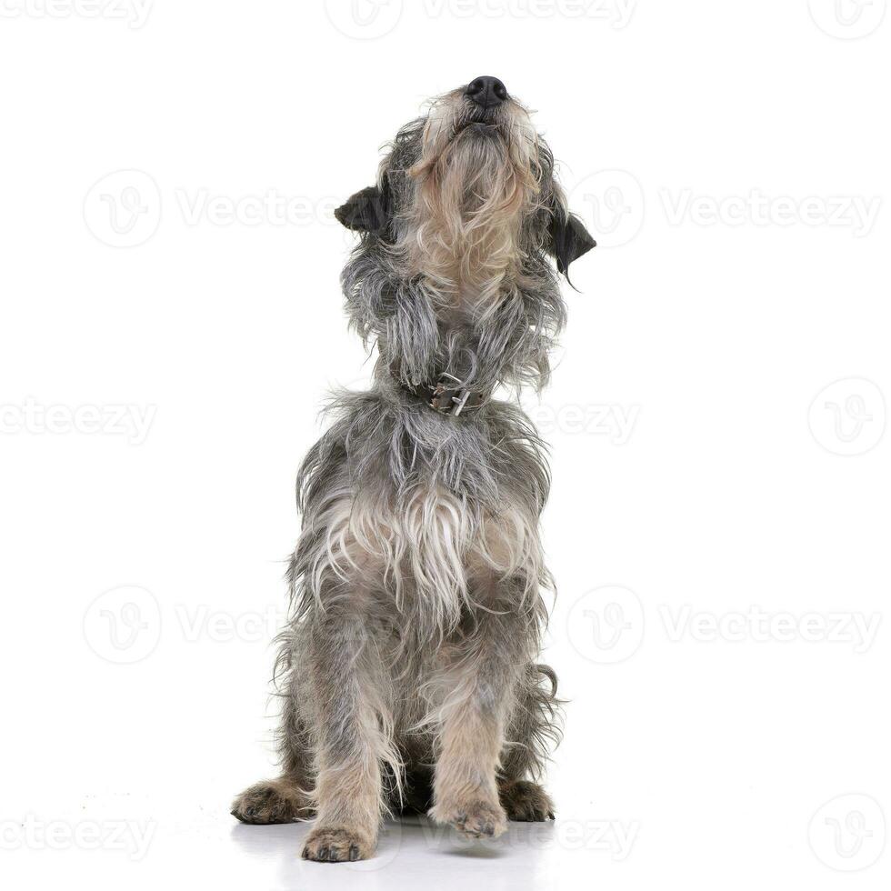 Studio shot of an adorable mixed breed dog photo