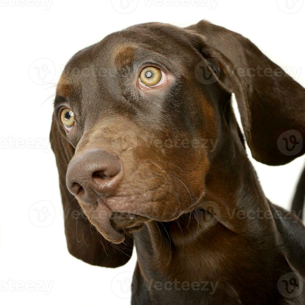 Portrait of an adorable German pointer photo