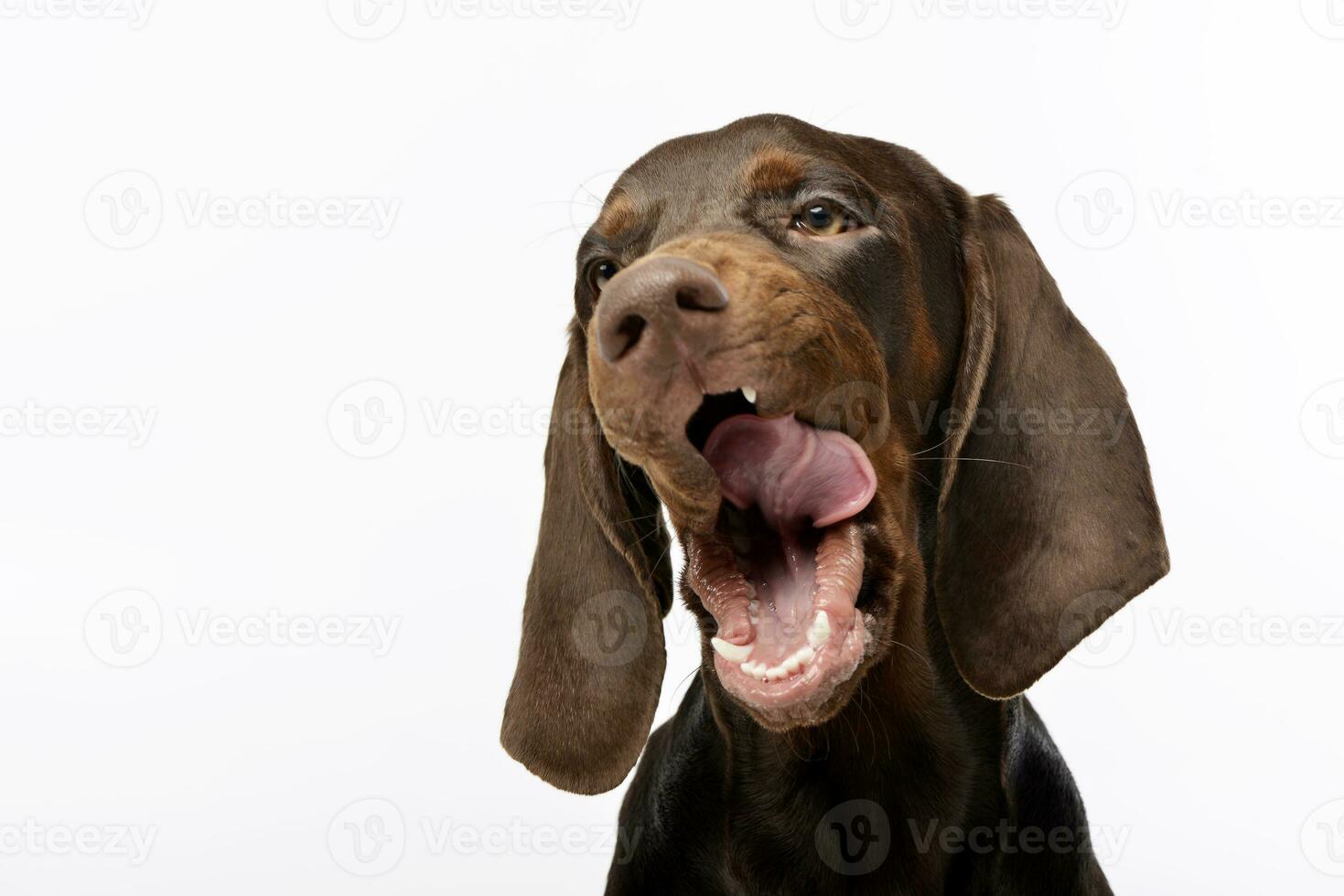 Portrait of a yawning German pointer photo