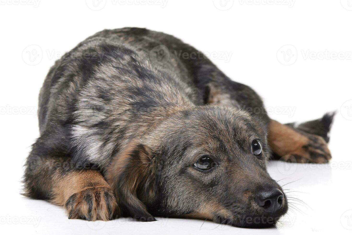 Studio shot of an adorable mixed breed dog photo