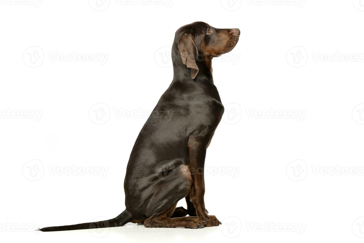 Studio shot of an adorable German pointer photo