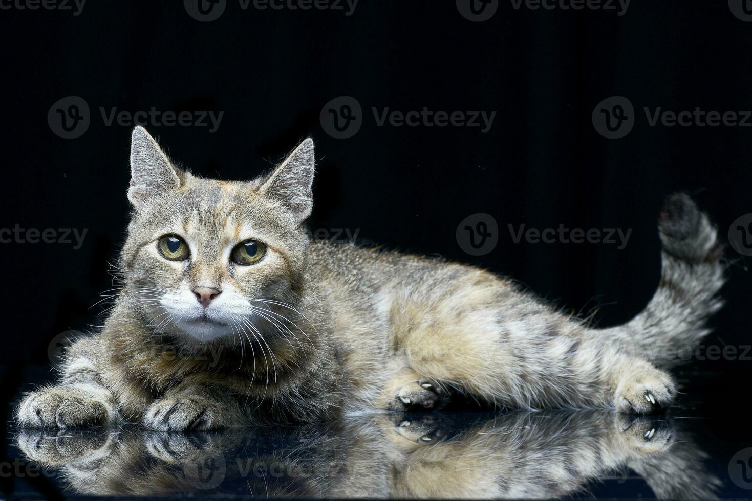 Studio shot of an adorable tabby cat photo