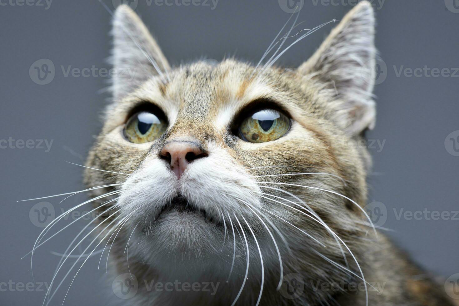 retrato de un adorable atigrado gato foto