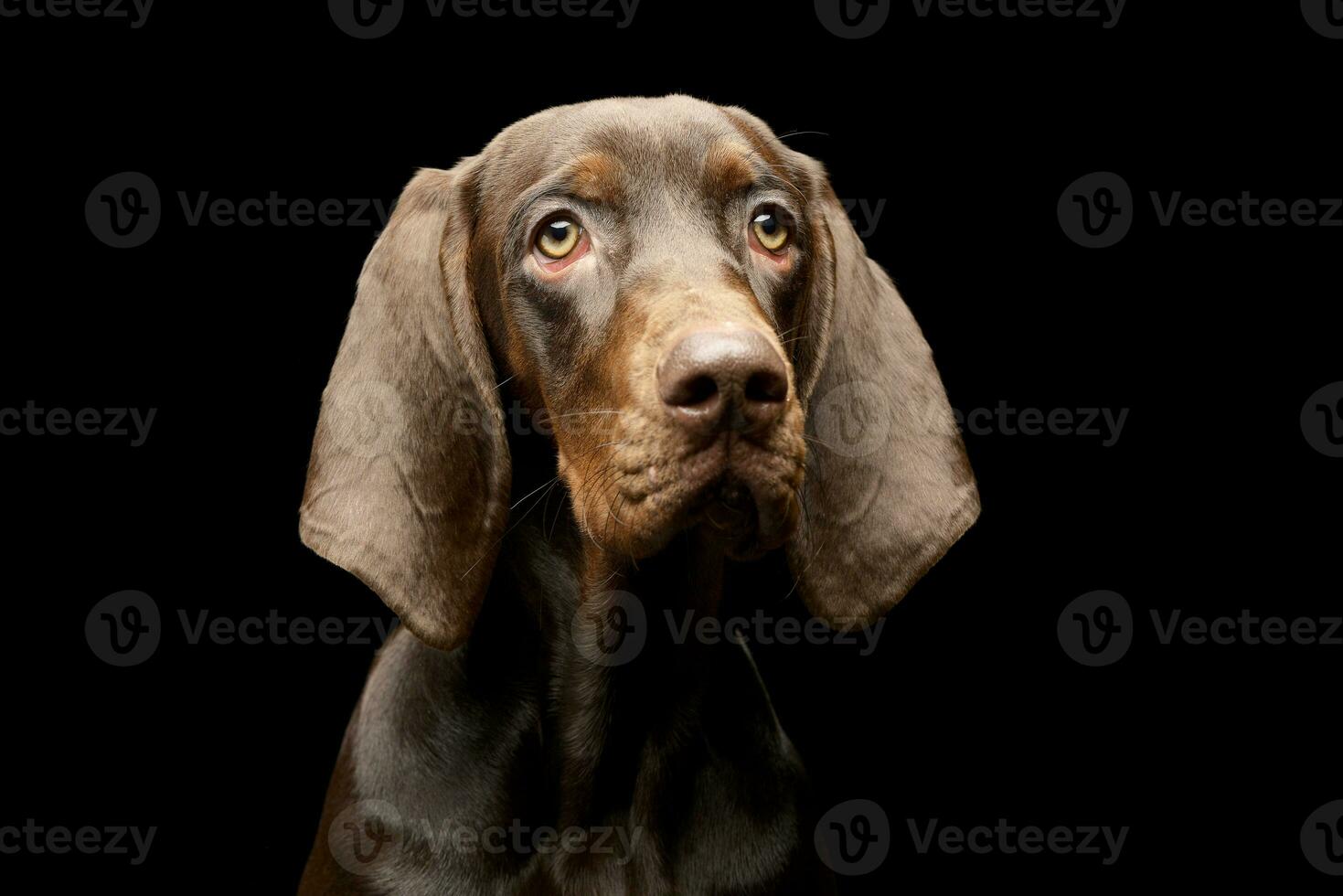 Portrait of an adorable German pointer photo