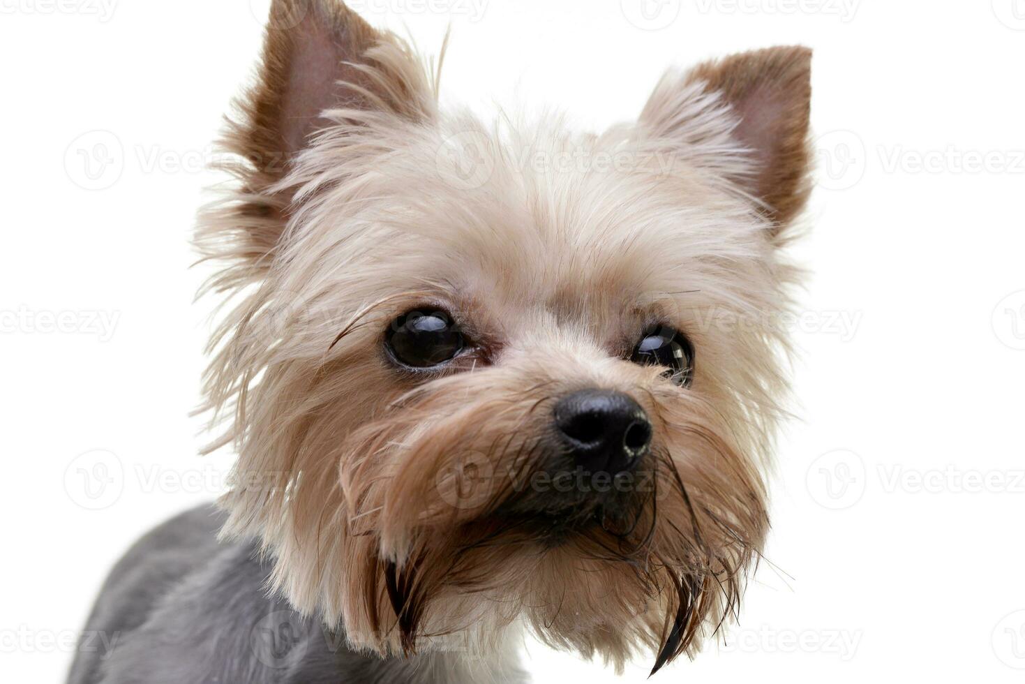 Portrait of an adorable Yorkshire Terrier photo