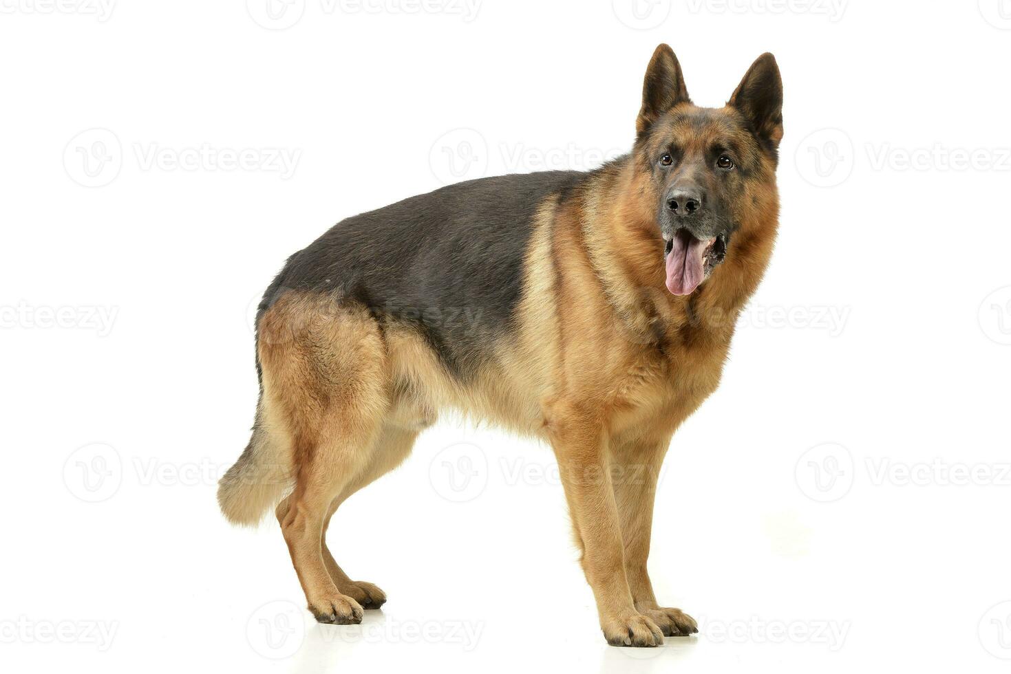 Studio shot of an adorable German shepherd photo