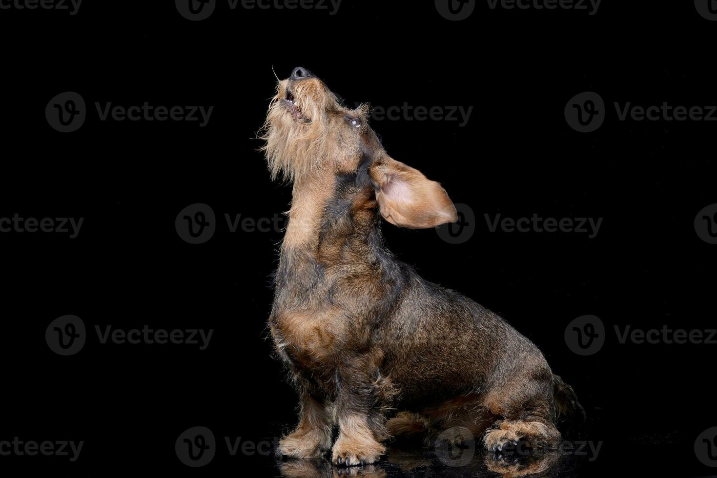 estudio Disparo de un adorable cable peludo perro tejonero foto