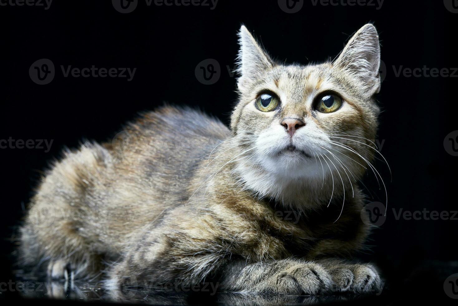 Studio shot of an adorable tabby cat photo