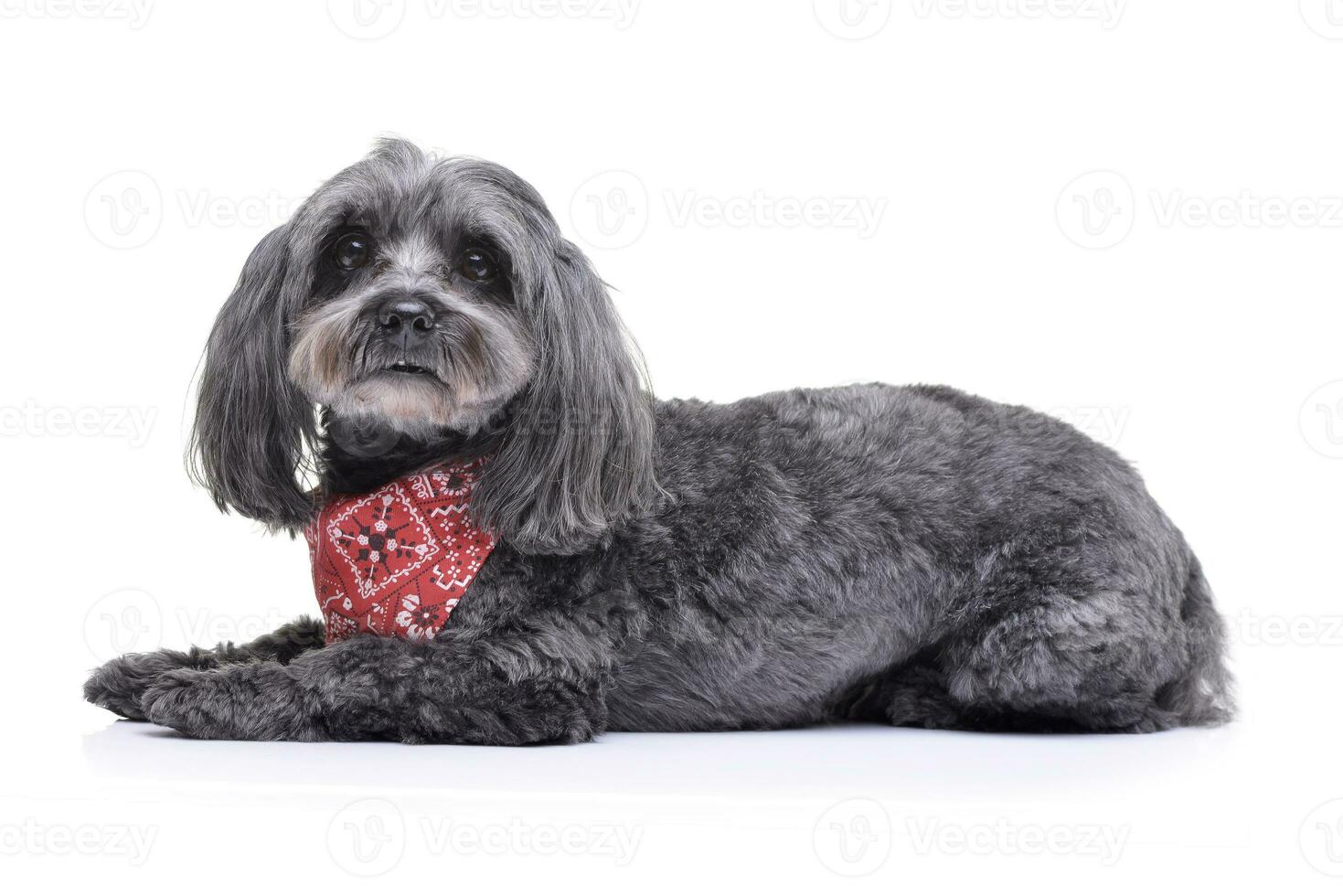 Studio shot of an adorable havanese dog photo