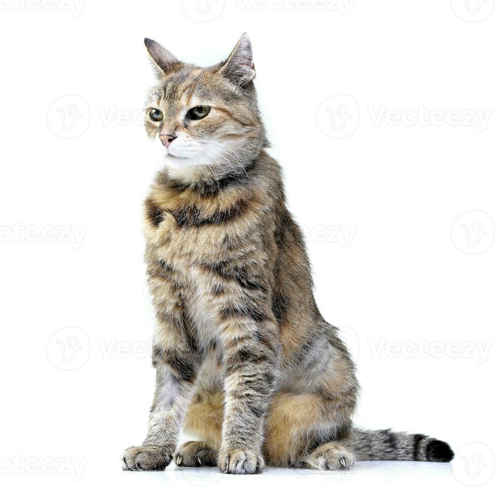 Studio shot of an adorable tabby cat photo