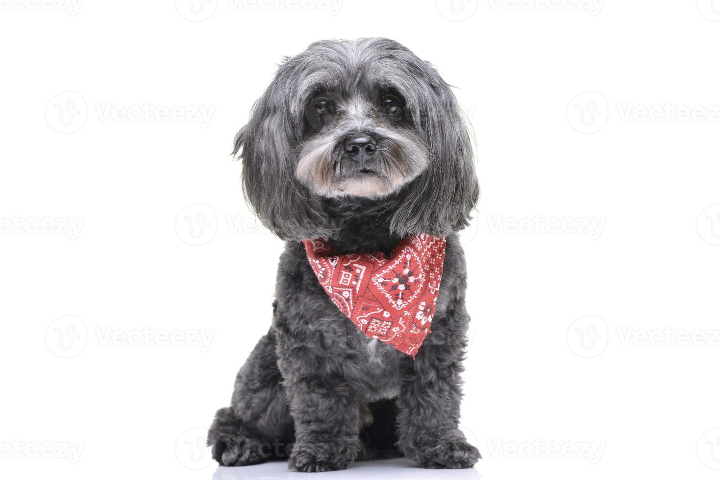 Studio shot of an adorable havanese dog photo