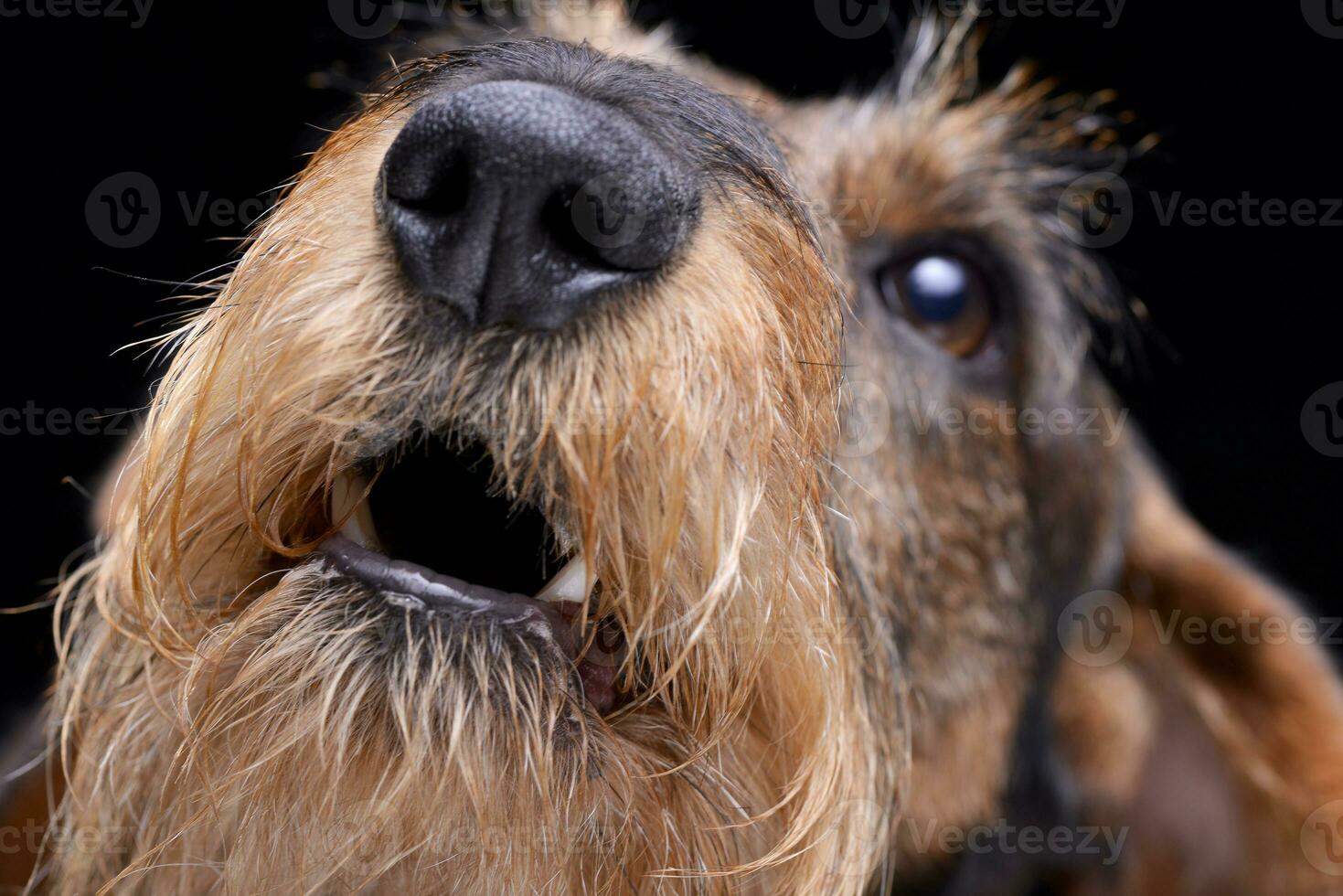 Portrait of an adorable wire haired dachshund photo