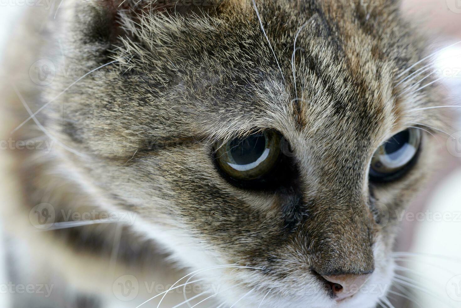 retrato de un adorable atigrado gato foto