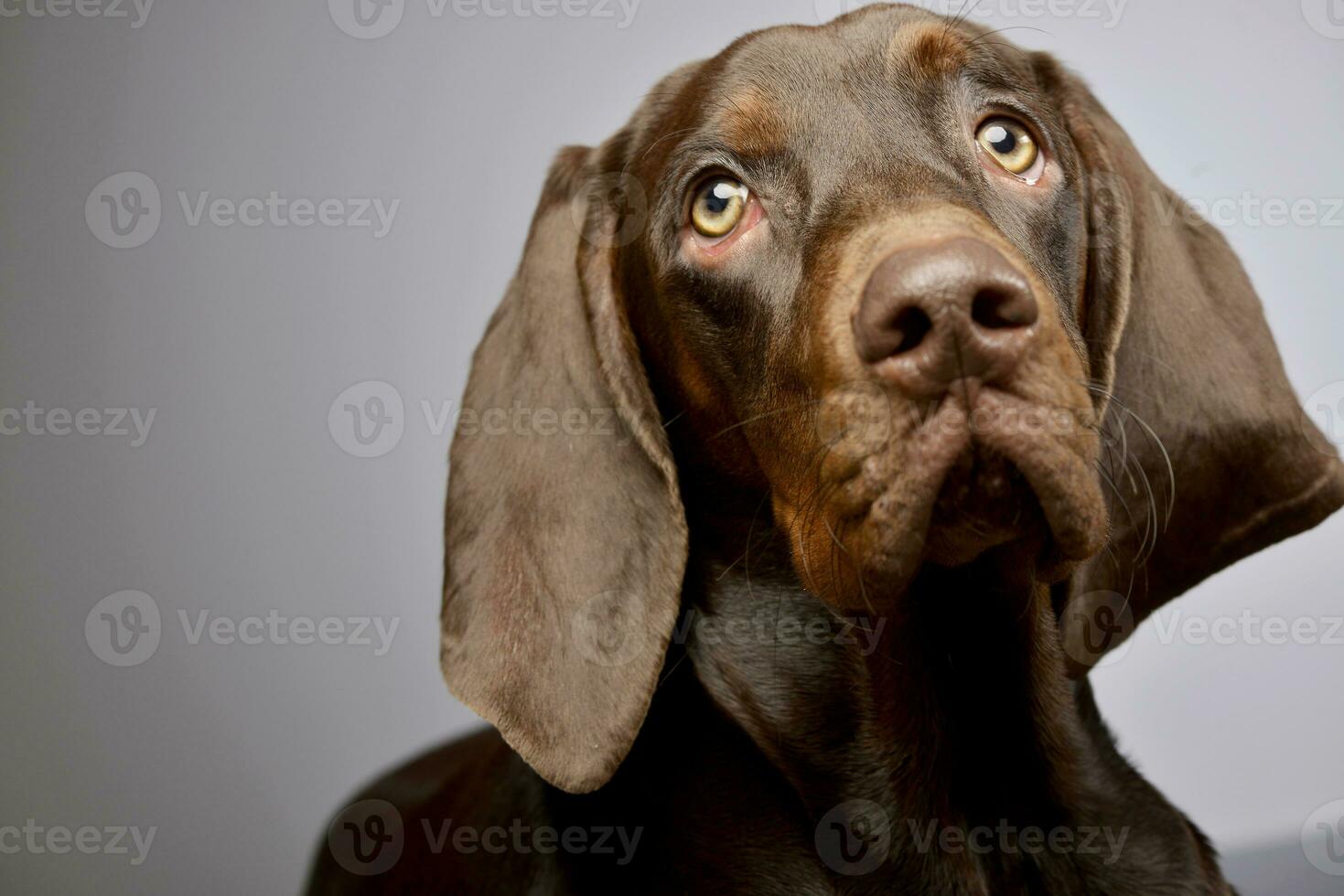 Portrait of an adorable German pointer photo