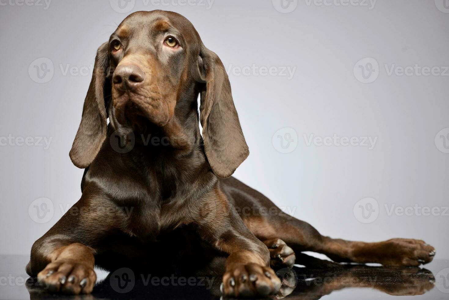 Studio shot of an adorable German pointer photo