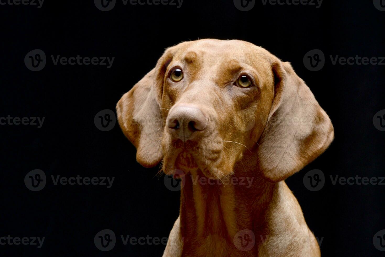 Portrait of an adorable hungarian vizsla photo