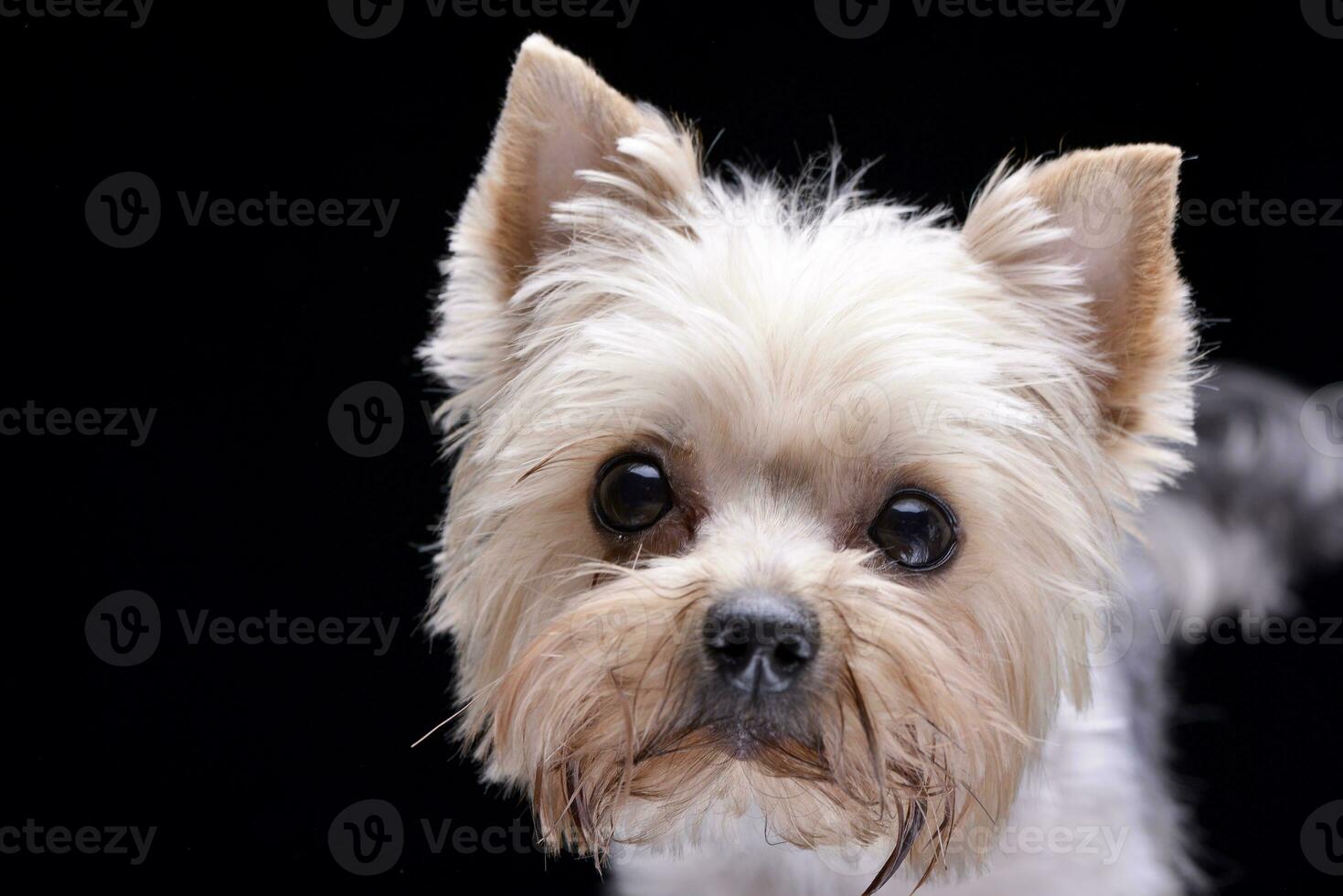Portrait of an adorable Yorkshire Terrier photo