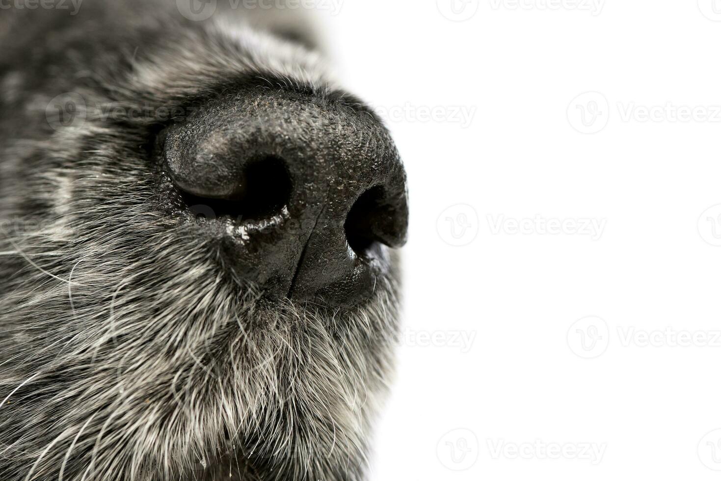 Close shot of an English Cocker Spaniel's nose photo