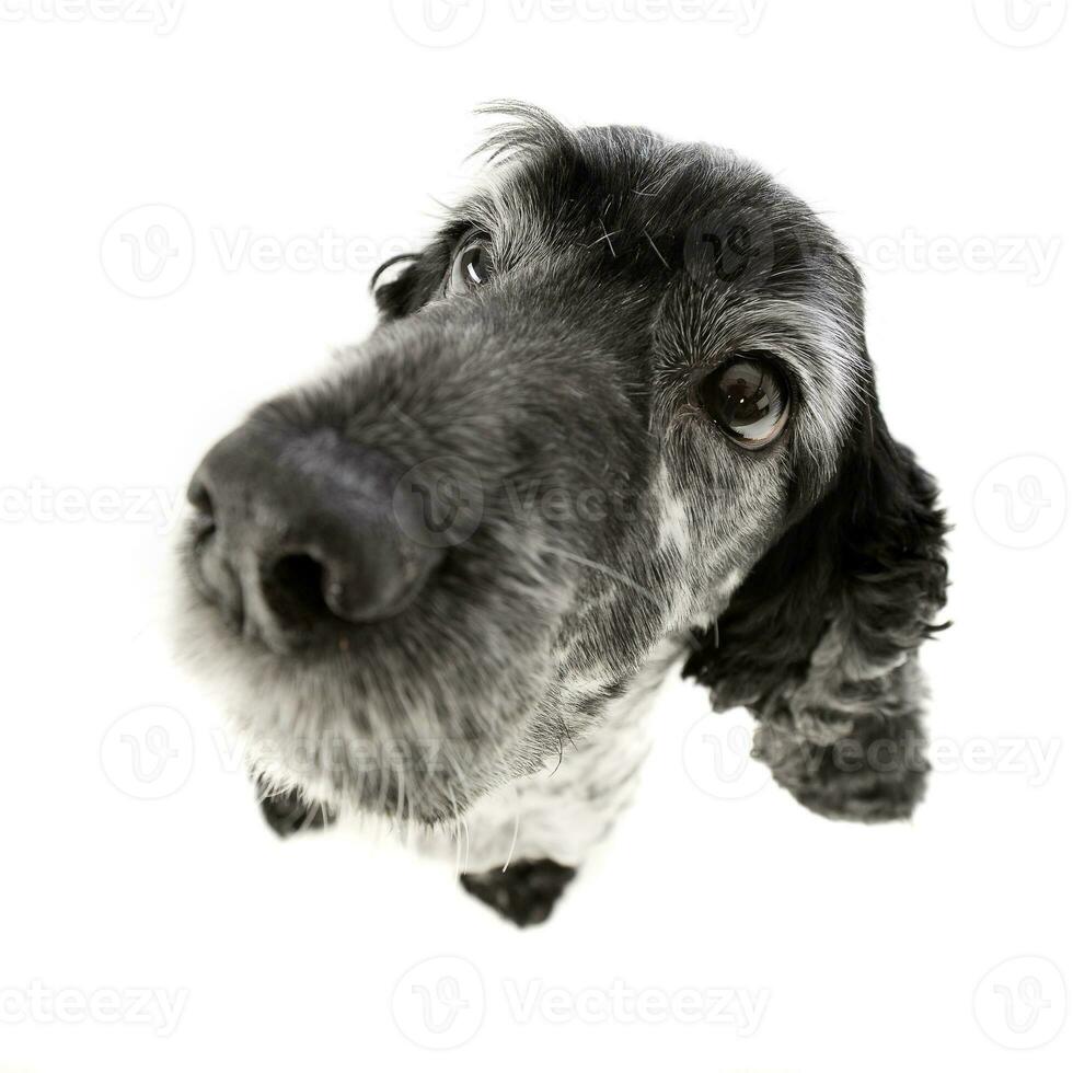 Wide angle portrait of an adorable English Cocker Spaniel photo