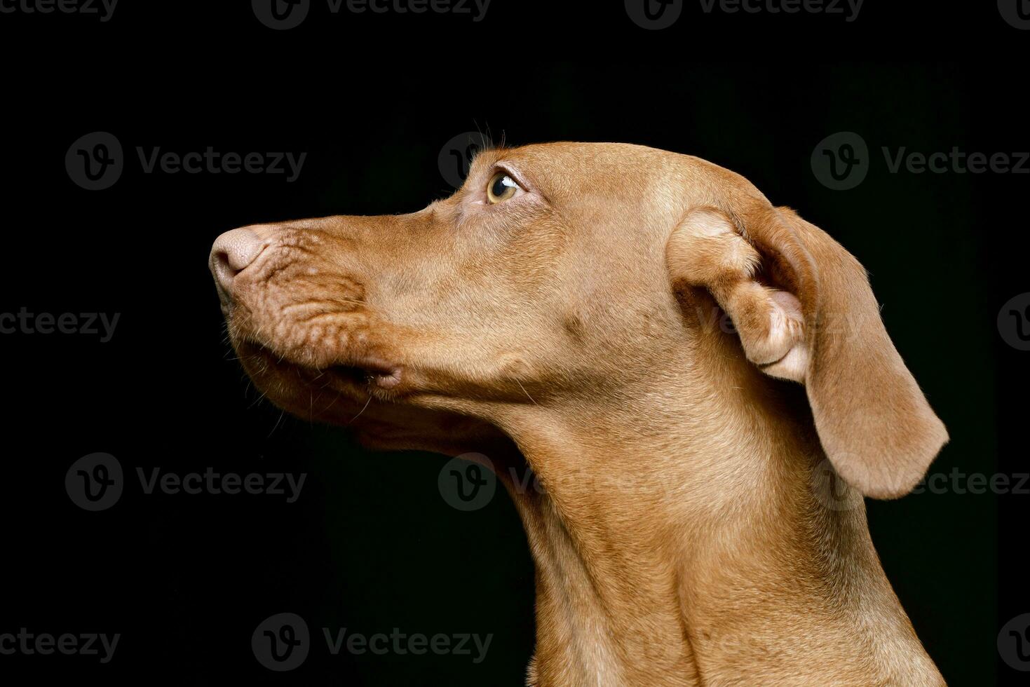 Portrait of an adorable hungarian vizsla photo