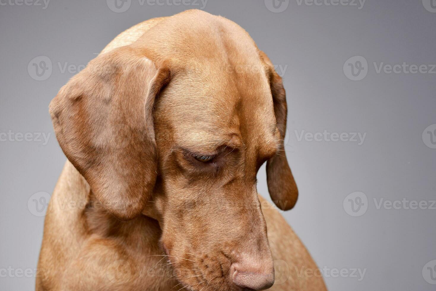 retrato de un adorable húngaro vizsla foto