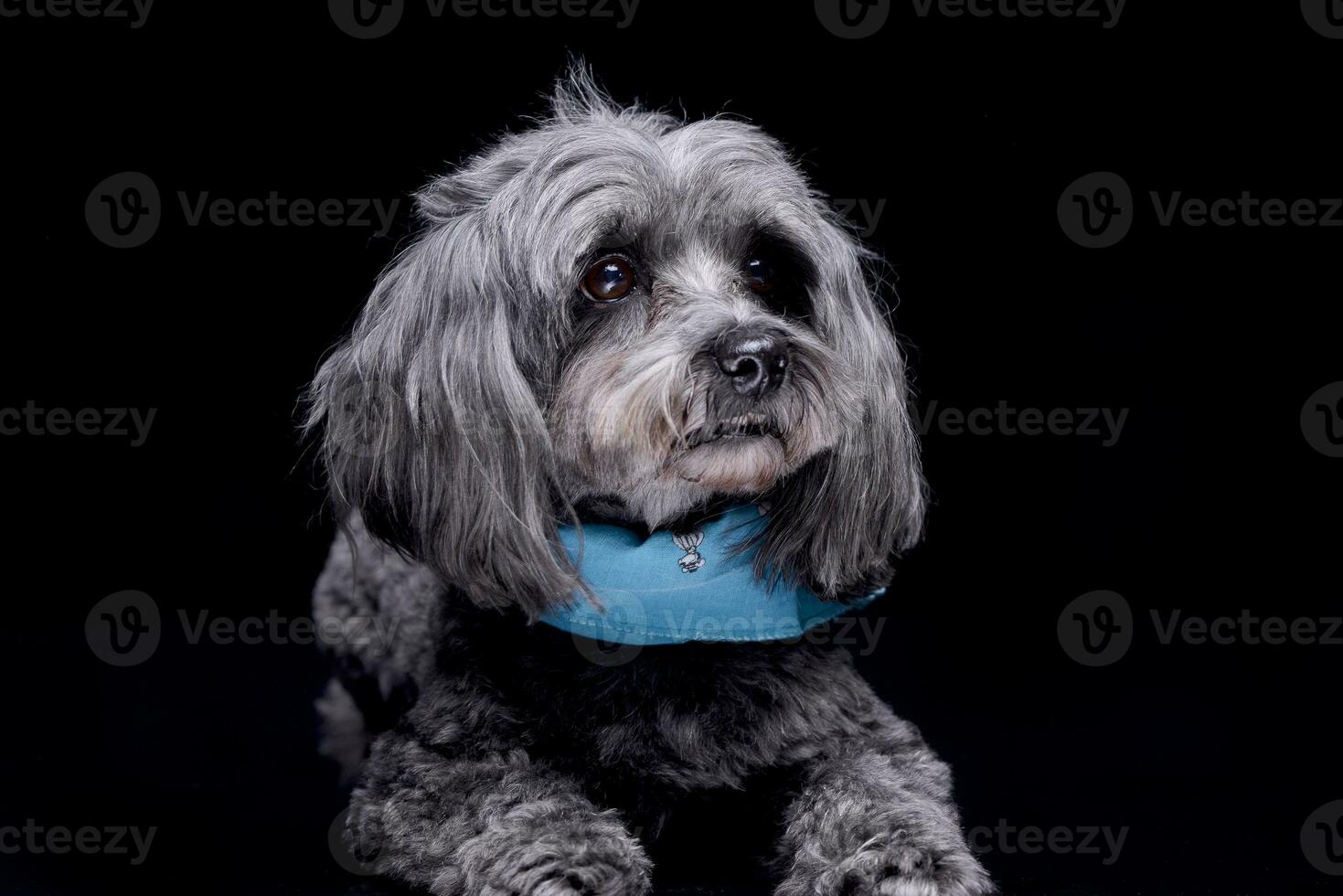 Studio shot of an adorable havanese dog photo