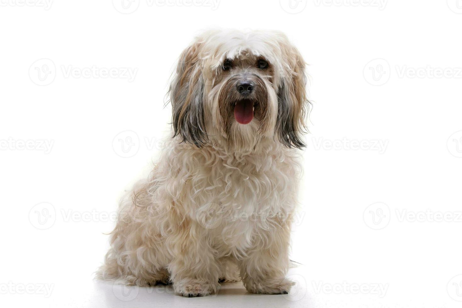 Studio shot of an adorable Shi-Tzu photo