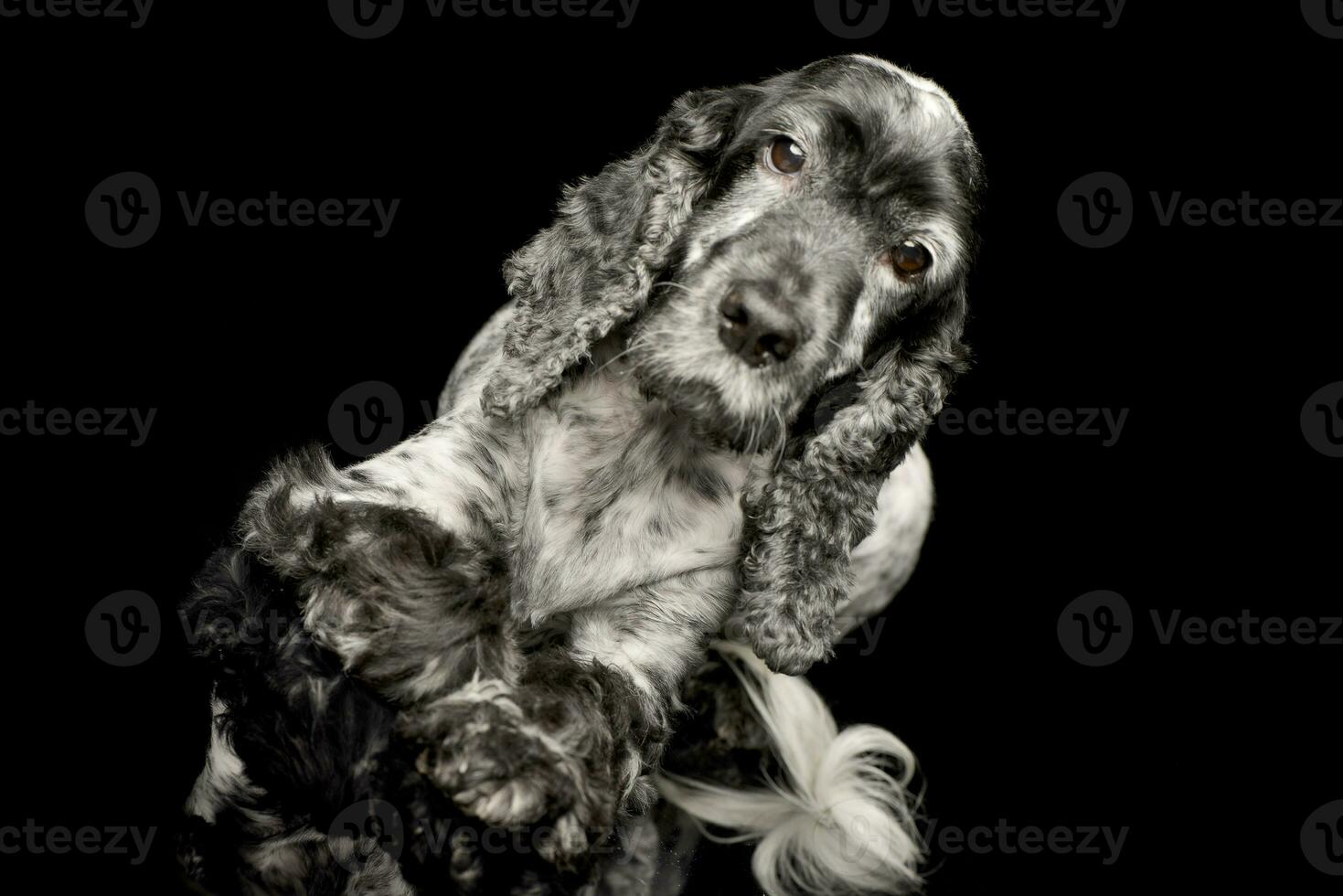 Studio shot of an adorable English Cocker Spaniel photo