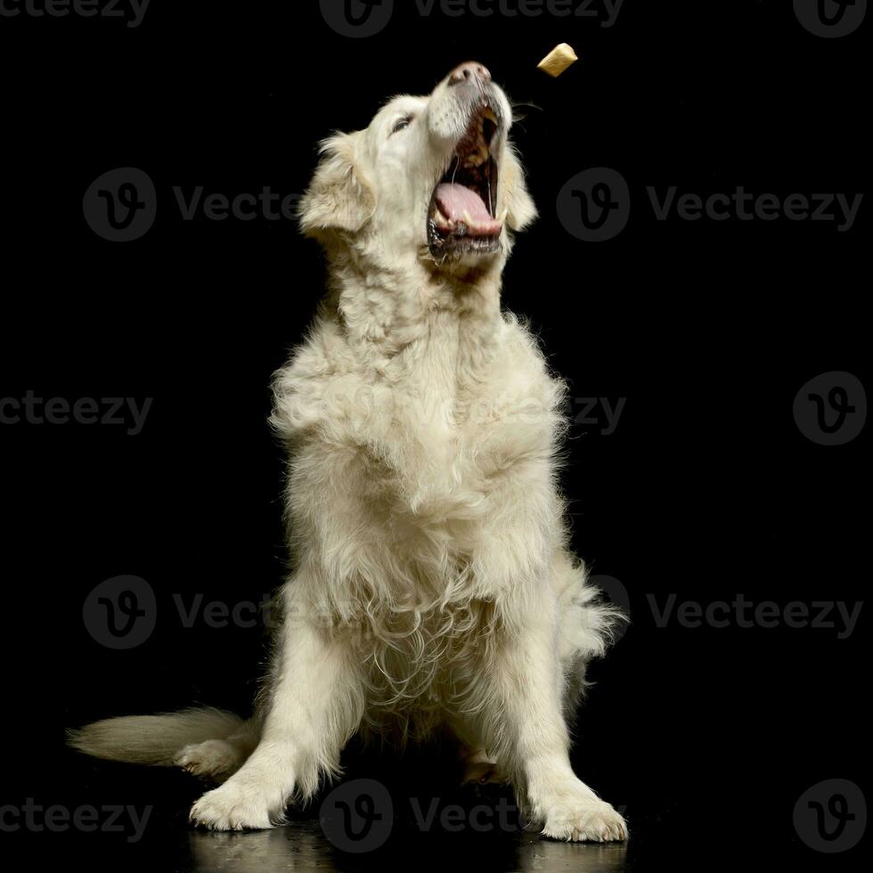 An adorable Golden Retriever catching a candy photo