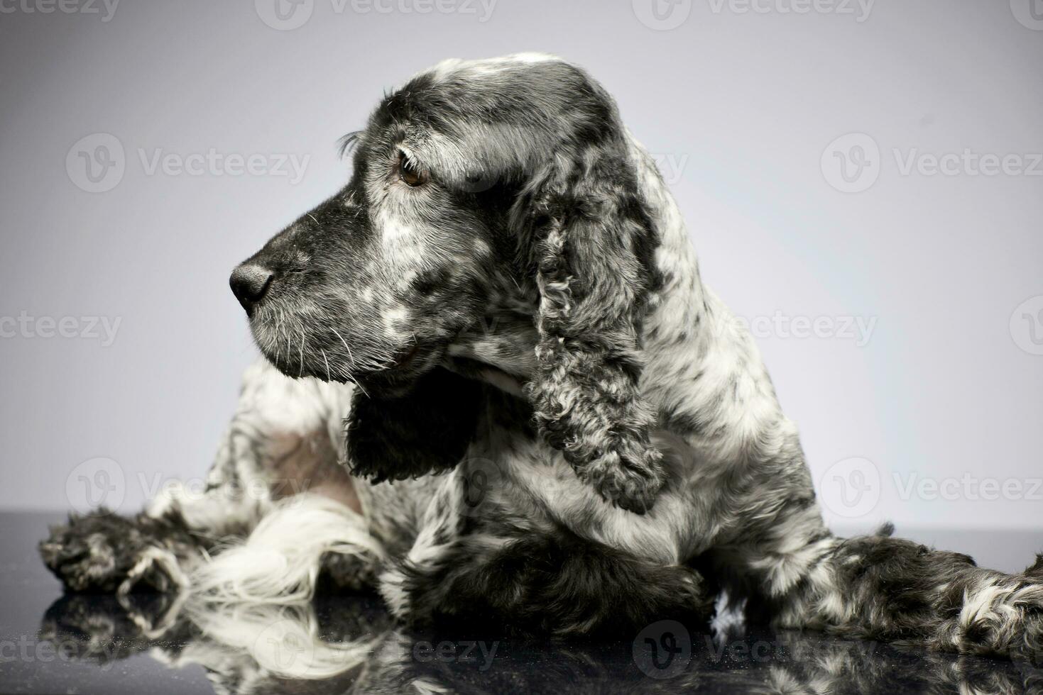 Studio shot of an adorable English Cocker Spaniel photo