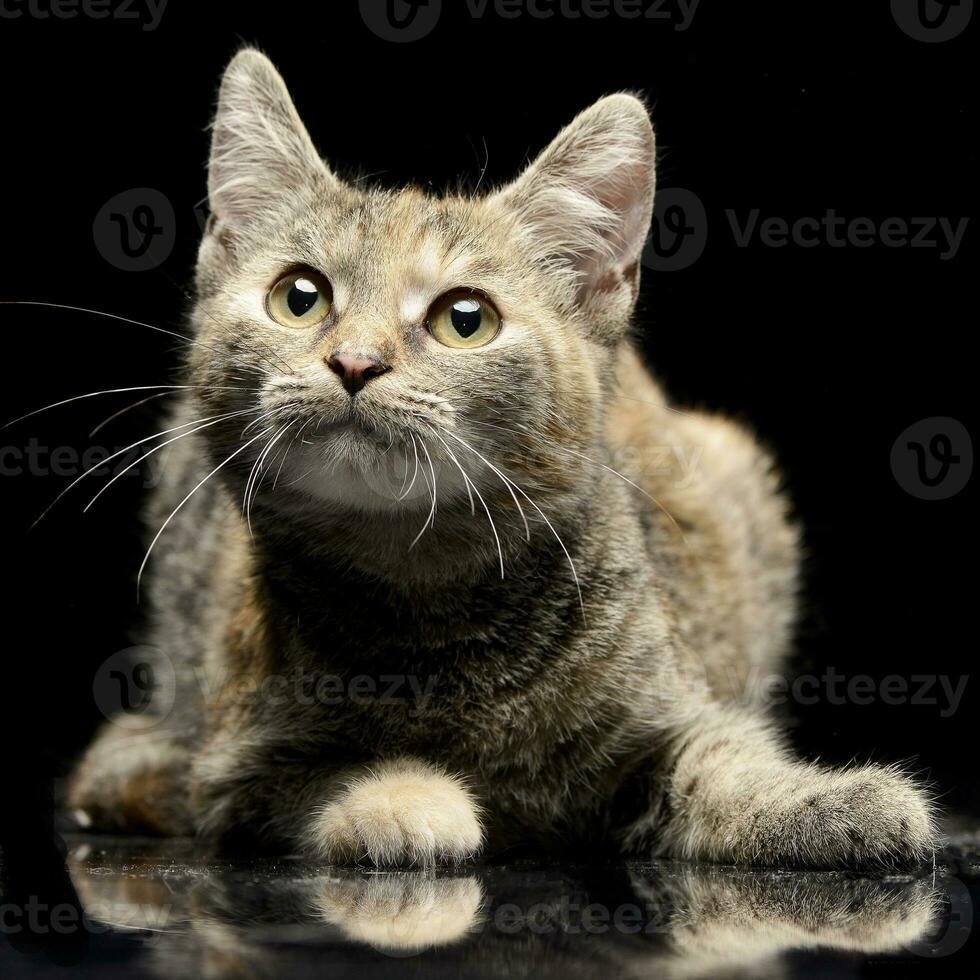 Studio shot of an adorable cat photo