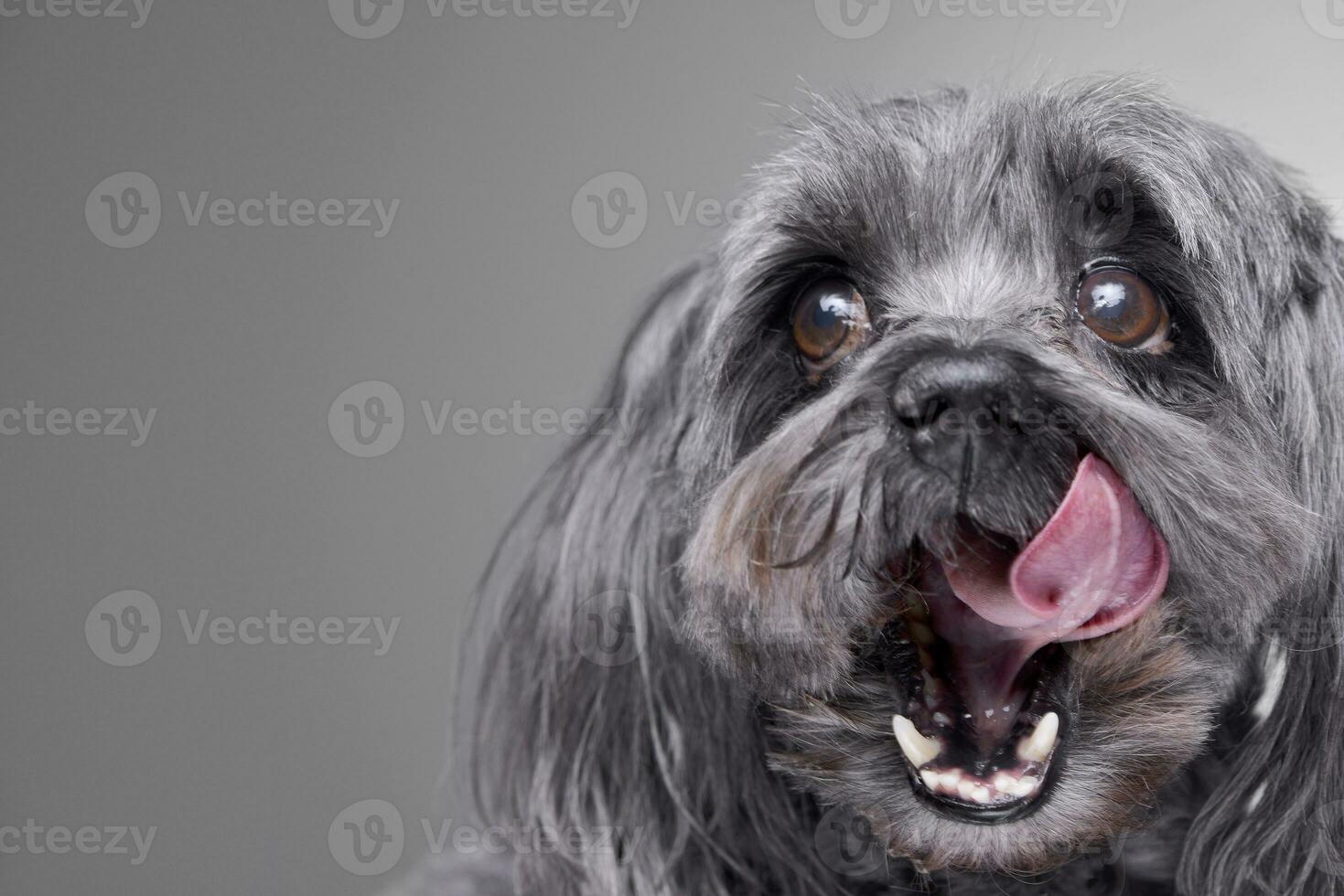 Portrait of an adorable havanese dog photo