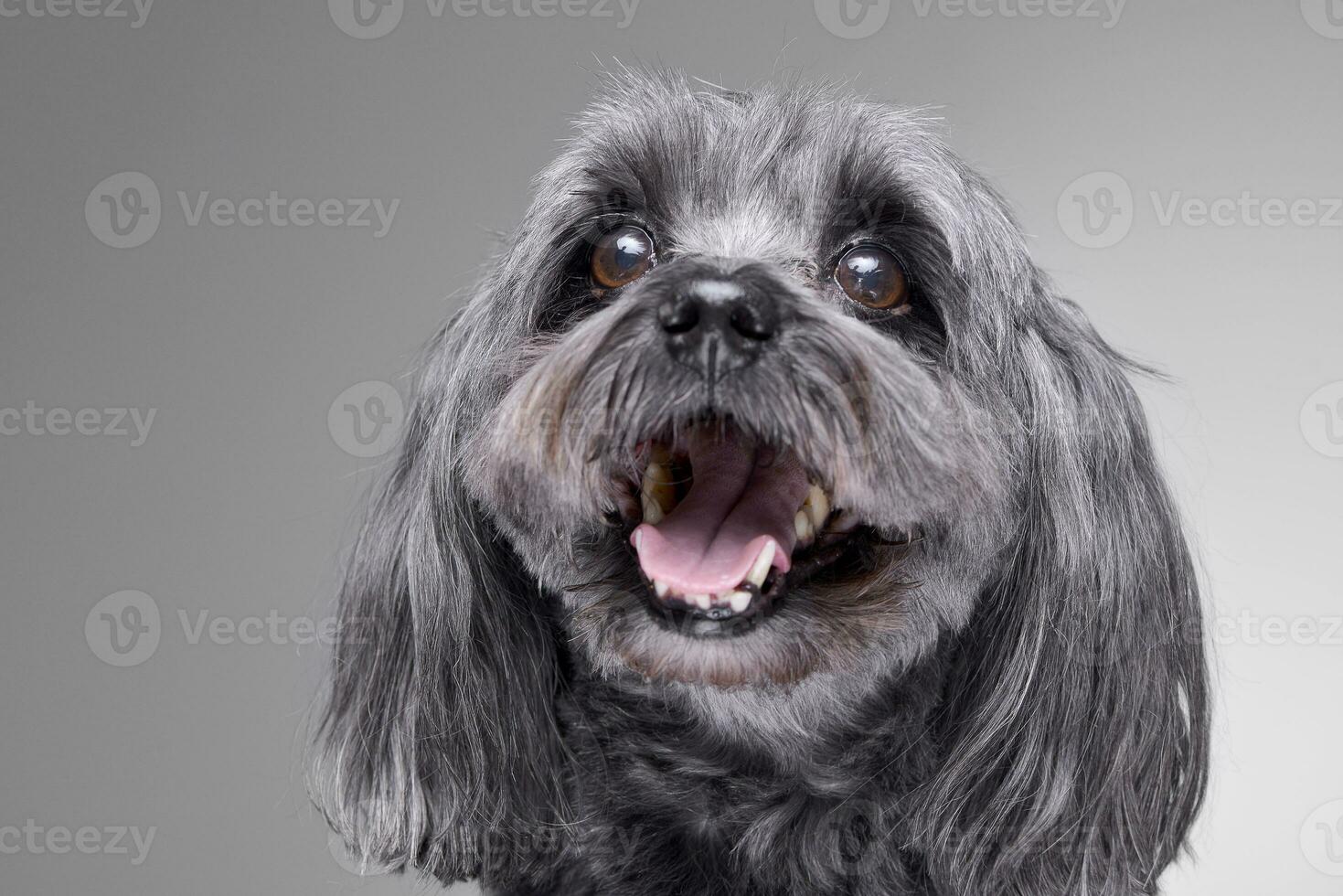 Portrait of an adorable havanese dog photo