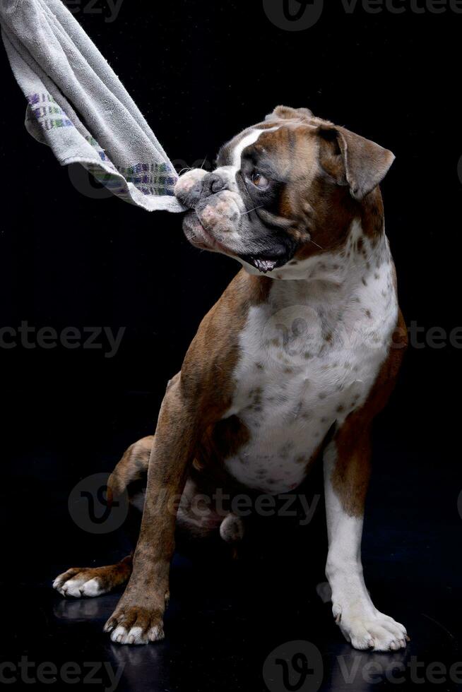 An adorable Boxer playing with towel photo