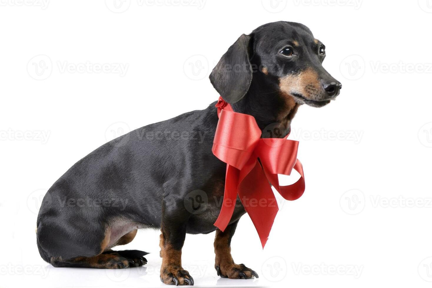 Studio shot of an adorable Dachshund with a red bow photo