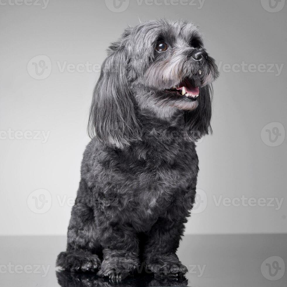 Studio shot of an adorable havanese dog photo