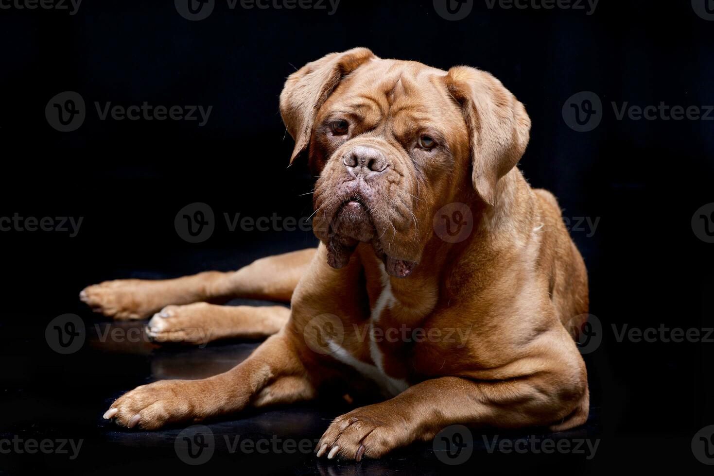 Studio shot of an adorable Dogue de Bordeaux photo