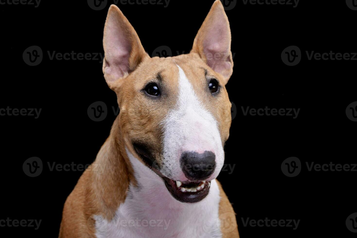 Portrait of an adorable Mini Bull terrier photo