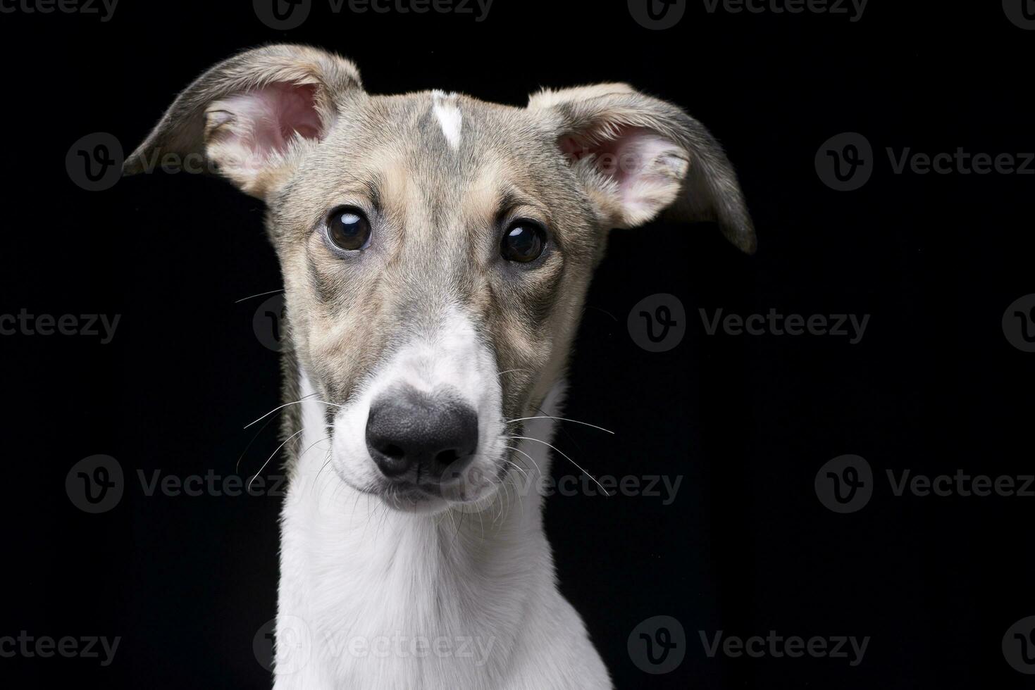 retrato de un adorable húngaro agar foto