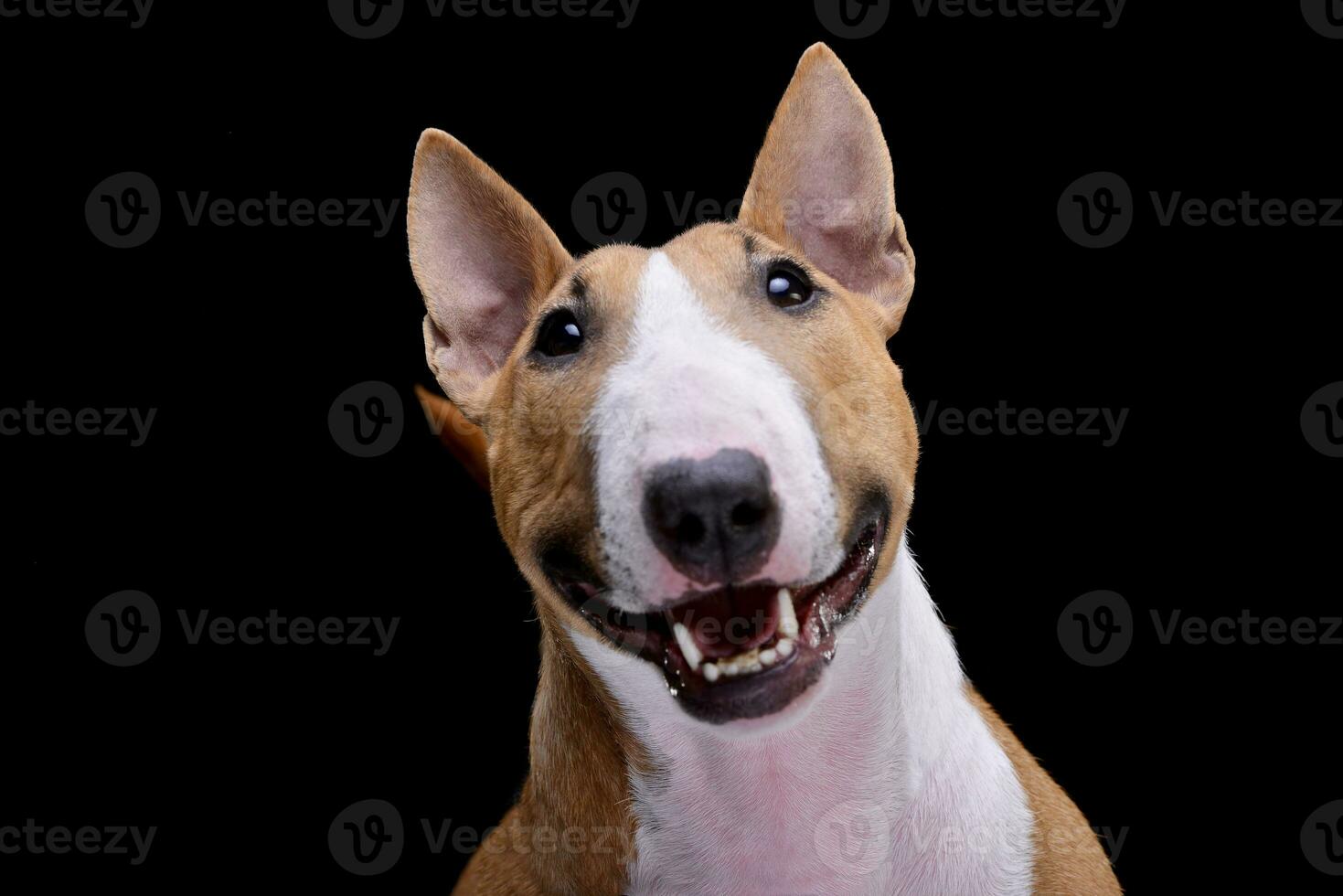 Portrait of an adorable Mini Bull terrier photo