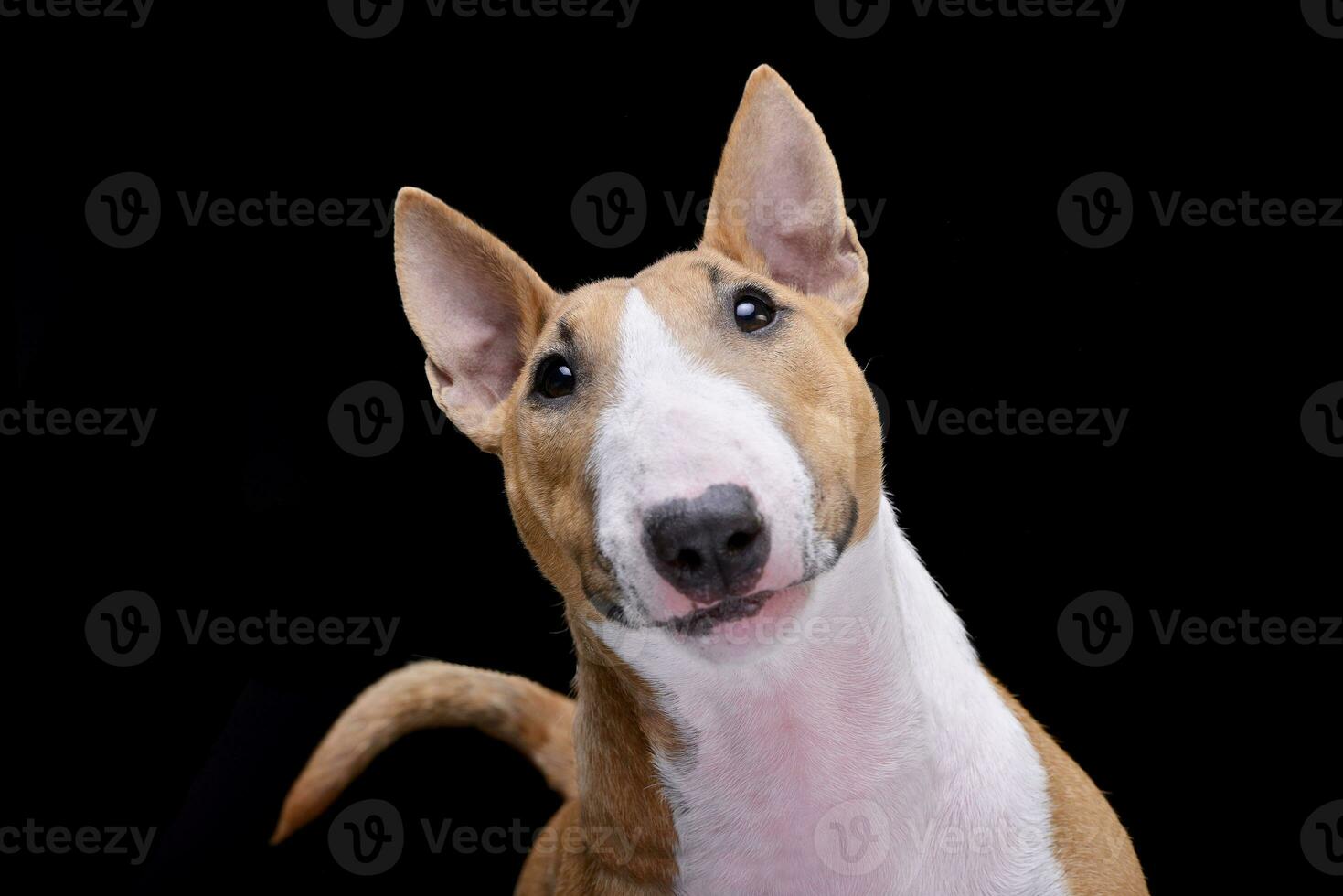 Portrait of an adorable Mini Bull terrier photo