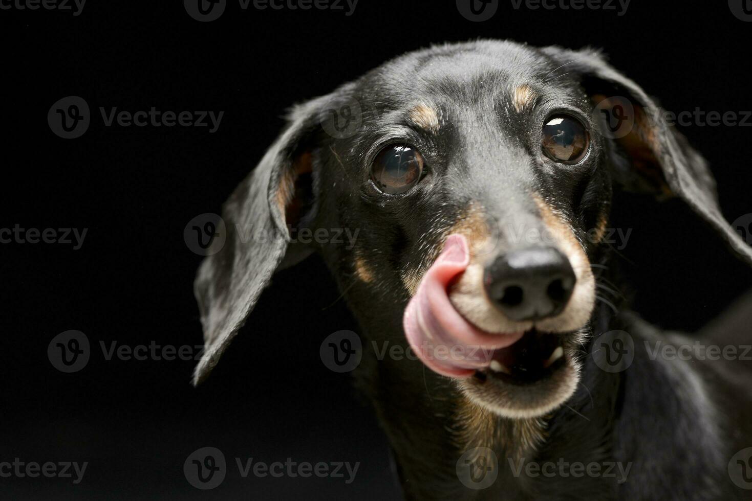 Portrait of an adorable Dachshund photo