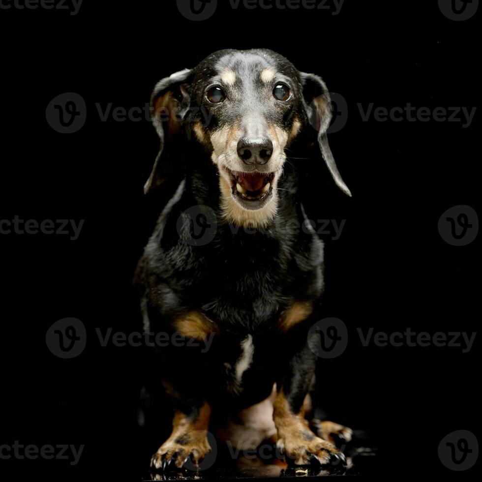 estudio Disparo de un adorable perro tejonero foto