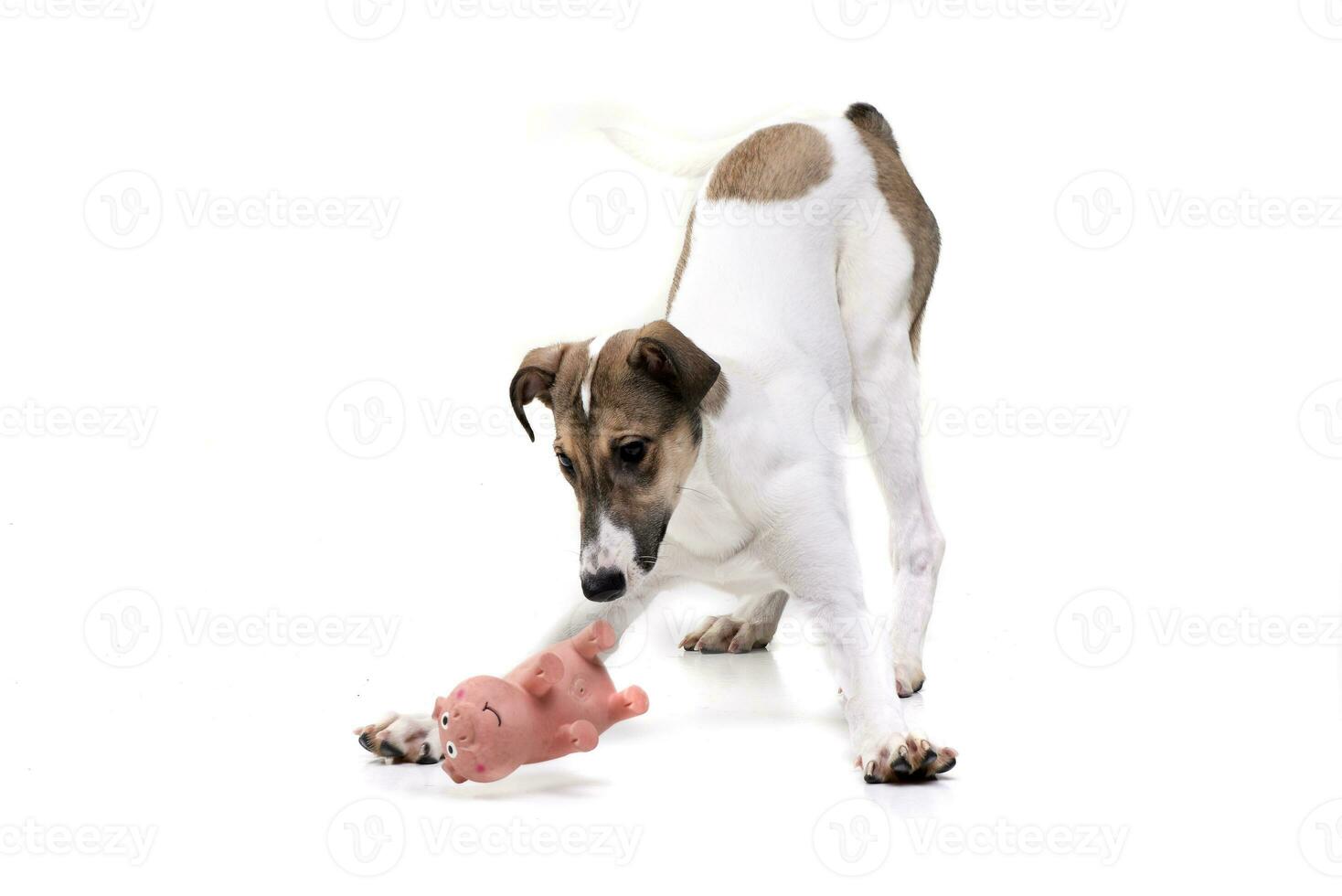 An adorable hungarian agar playing with a toy pig photo