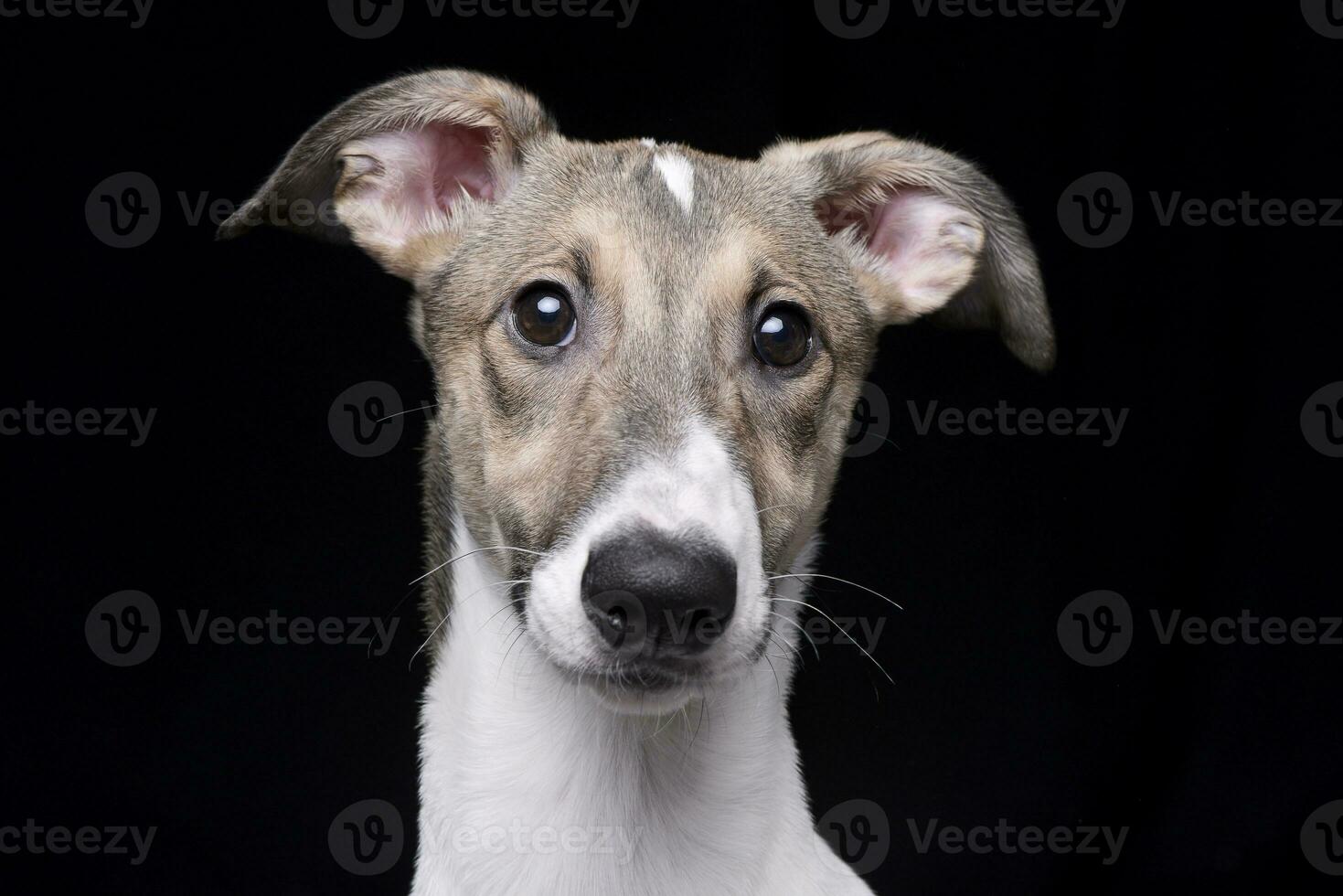 Portrait of an adorable hungarian agar photo