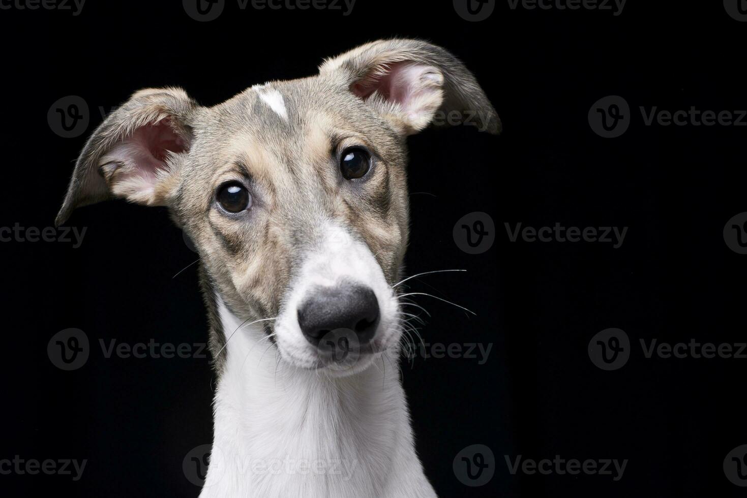 retrato de un adorable húngaro agar foto