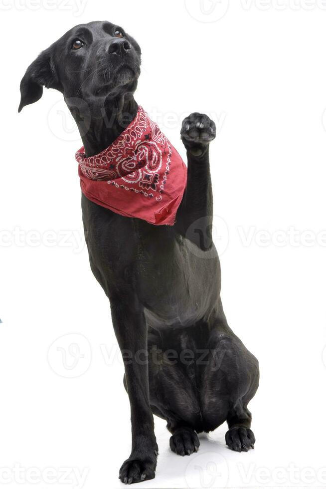 An adorable mixed breed dog wearing red scarf photo