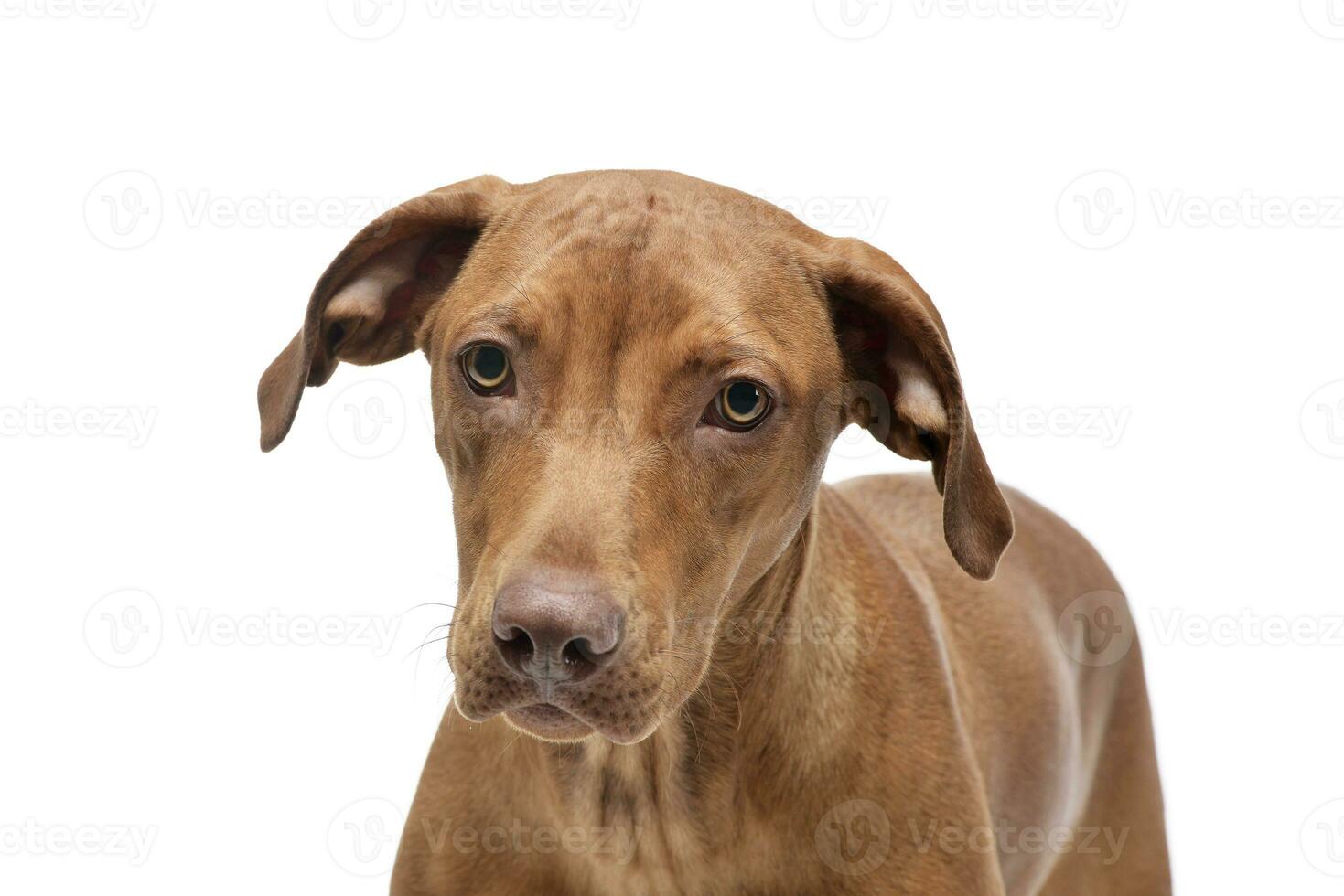 Portrait of an adorable short haired mixed breed dog looking curiously at the camera photo