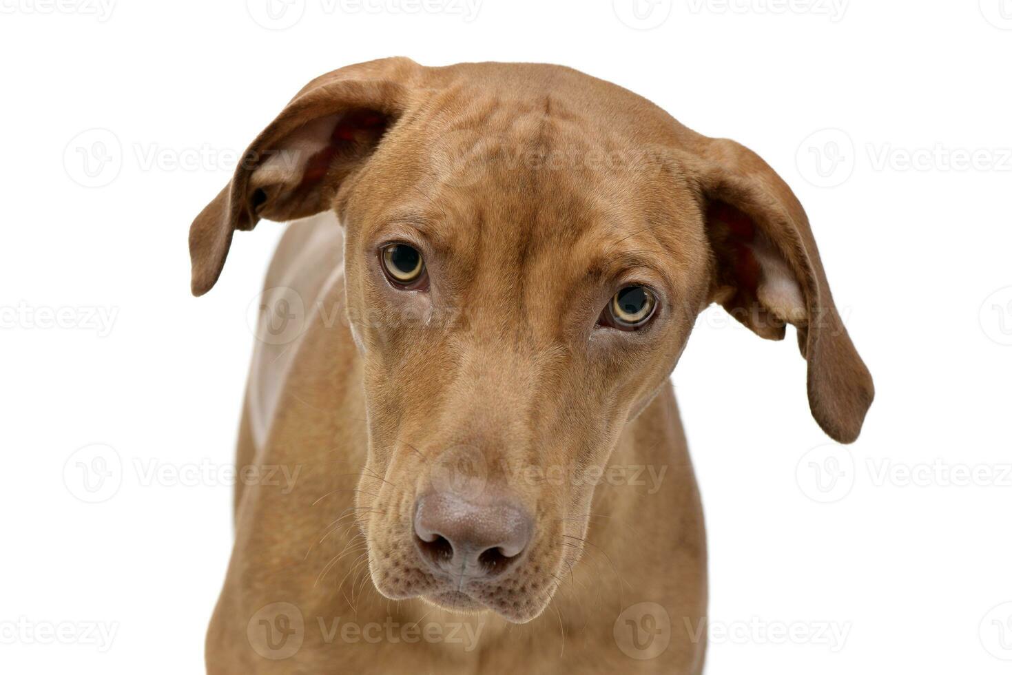 Portrait of an adorable mixed breed dog photo